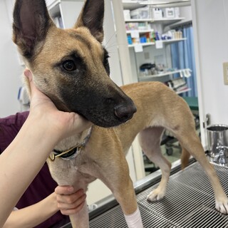 シェパードMIX？お転婆娘のちぎらちゃん