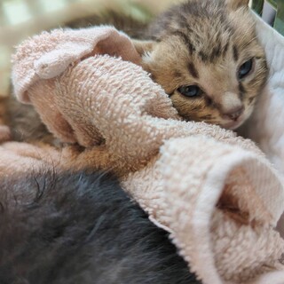 急募※キジ猫オス(生後20日前後)