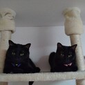 美猫兄妹♡黒猫ちゃん里親募集中です
