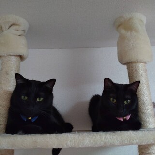美猫兄妹♡黒猫ちゃん里親募集中です