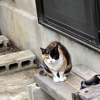 急募！１８歳元気なミケ猫ちゃん