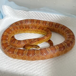 コーンスネーク ノーマル