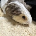 モルモット里親募集