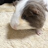 モルモット里親募集 サムネイル2