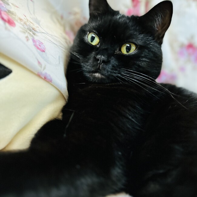 nemukoのカバー写真