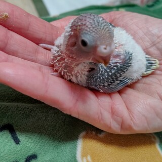 セキセイインコの雛の飼主さん募集