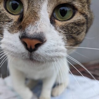 穏やかスリゴロゆず君3歳キジ白オス