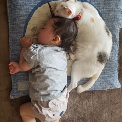 「人間の妹」サムネイル2