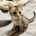 ありがとうございました