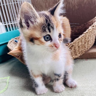 まんまるお目目、ミケの女の子約2ヶ月