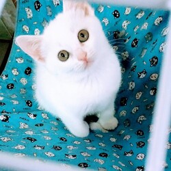 ねこの譲渡会／南生涯学習センター