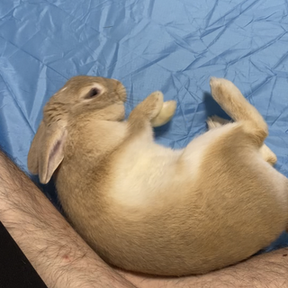 ウサギ　一歳二ヶ月