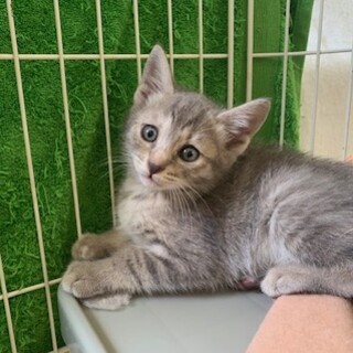 可愛いパステルサビ　梅雨ちゃん 