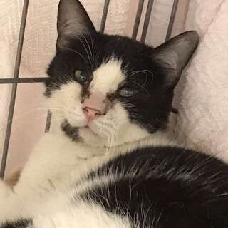 6/28期限 Help❗️なれなれハチワレ男子