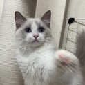 ラグドールの仔猫ちゃん