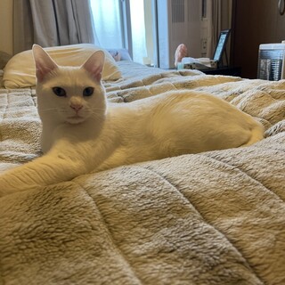 とても仲良しの子ですが泣く泣く里子に出します