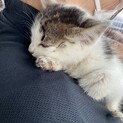 生後１ヶ月程のメス猫ちゃんです。