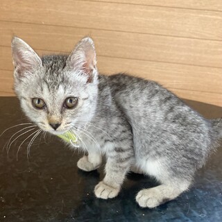 ありがとうございました★マーガレットちゃん