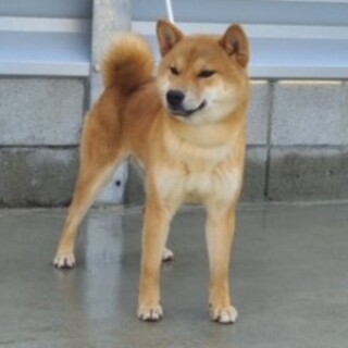 1歳6ヶ月の柴犬