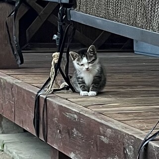 一時停止します。キジ白①