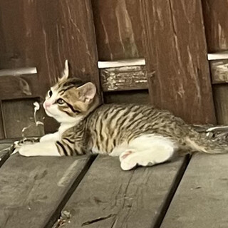 一時停止します。キジ白②