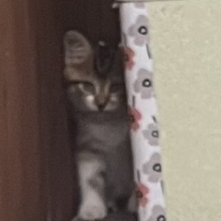 一時停止します。キジ白③