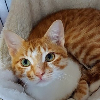 某アニメ映画に出てくる男爵にそっくりな「バロン」