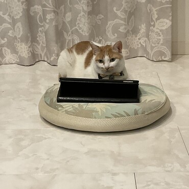 携帯好きなの？