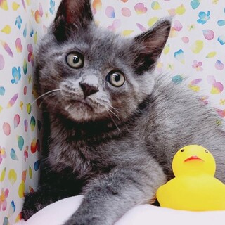 グレーの子猫♥️ぐーぐーくん