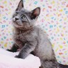 グレーの子猫♥️ぐーぐーくん サムネイル3