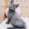グレーの子猫♥️ぐーぐーくん サムネイル4