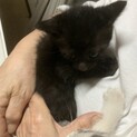 子猫　二ヶ月