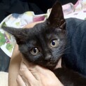 大人しい黒猫女の子　二ヶ月くらい