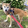 お外が大好き、可愛い困り顔シニア女子とき サムネイル6