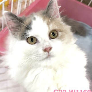 C22-W1166　ゴージャス長毛スコ仔猫♪
