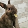 保護うさぎ　元気いっぱいのリンゴくん サムネイル3