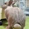 保護うさぎ　元気いっぱいのリンゴくん サムネイル4