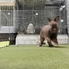 保護うさぎ　元気いっぱいのリンゴくん サムネイル5
