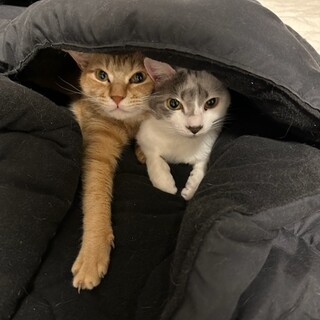 静かだけど、ものすごく甘えん坊な白黒の女の子