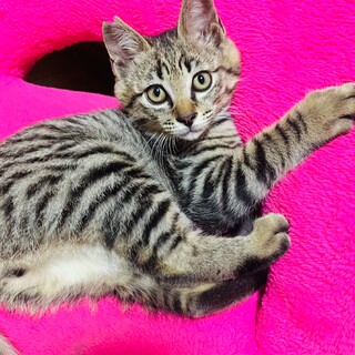 キジ猫　男の子　4ヶ月