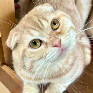 C22-M1158 お顔まんまる猫♪愛嬌抜群！