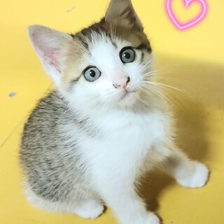 キジ白☆約2カ月☆うにちゃん