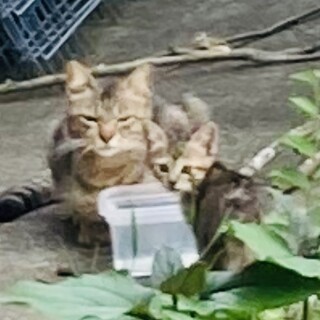 生後1ヶ月前後の子猫4匹