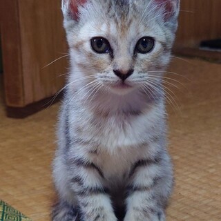 2ヶ月の姉妹仔猫