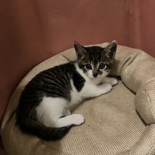 綺麗なアメシヨー柄子猫1ヶ月