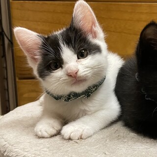 白黒センター分け♂。幼名はおぅちゃん。兄妹います。