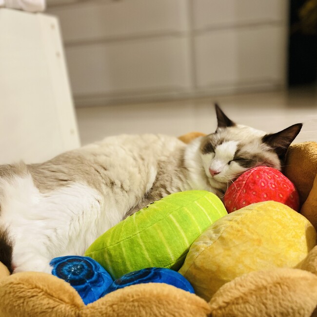 ゆこにんのカバー写真