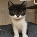 黒白のマスク猫♀幼名はララちゃん。兄妹います。