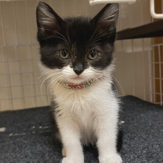 黒白のマスク猫♀幼名はララちゃん。兄妹います。