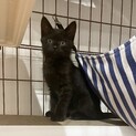 2か月子猫エンジェルマーク有の黒猫くん【ペア優先】